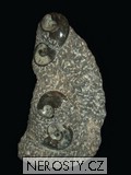 skulptura amonit, zkamenělina