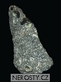 skulptura amonit, zkamenělina