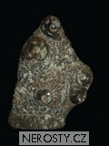 skulptura amonit, zkamenělina