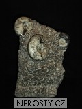 skulptura amonit, zkamenělina