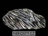 ortoceras, zkamenělina