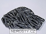 ortoceras, zkamenělina