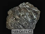 ortoceras, zkamenělina