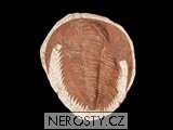 trilobit, zkamenělina