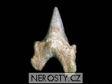 žraločí zub otodus obliquus, zkamenělina