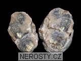 trilobit, zkamenělina