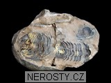 trilobit, diacalymene