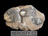 trilobit, diacalymene