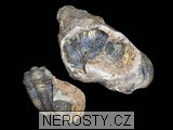 trilobit, zkamenělina