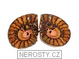 amonit, zkamenělina