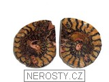 amonit, zkamenělina