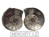 amonit, zkamenělina