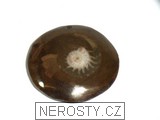 amonit, zkamenělina