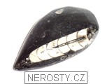 ortoceras, zkamenělina