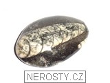 ortoceras, zkamenělina