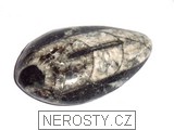 ortoceras, zkamenělina