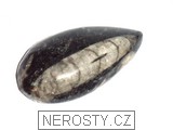 ortoceras, zkamenělina