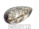 ortoceras, zkamenělina