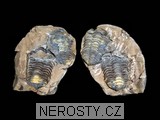 trilobit, zkamenělina