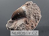zub, zkamenělina