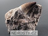 zub, zkamenělina