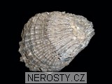 ústřice, zkamenělina
