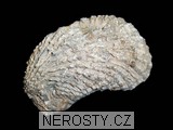 ústřice, zkamenělina