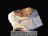 trilobit, zkamenělina