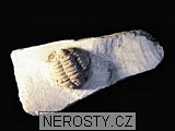 trilobit, zkamenělina