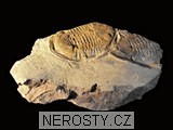 trilobit, zkamenělina