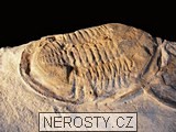 trilobit, asaphus