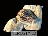 trilobit, zkamenělina