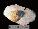 trilobit, zkamenělina