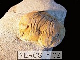 trilobit, asaphus
