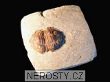 trilobit, zkamenělina