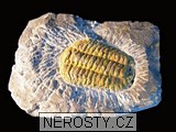 trilobit, zkamenělina