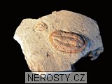 trilobit, zkamenělina