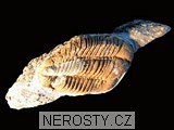 trilobit, zkamenělina
