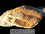 trilobit, více neurčeno