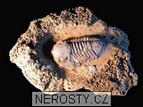 trilobit, zkamenělina
