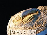 trilobit, zkamenělina