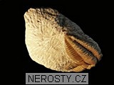 trilobit, zkamenělina
