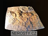 trilobit, zkamenělina