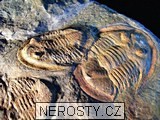 trilobit, asaphus