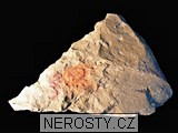 trilobit, zkamenělina