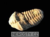 trilobit, zkamenělina