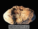 trilobit, zkamenělina
