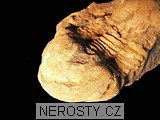 trilobit, illaenus sp.