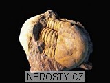 trilobit, zkamenělina