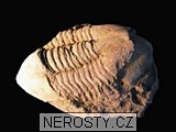 trilobit, illaenus sp.